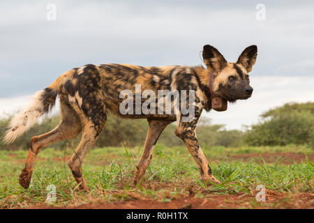 African wild dog (Lycaon pictus) con radiocollar, Zimanga riserva privata, KwaZulu-Natal, Sud Africa Foto Stock