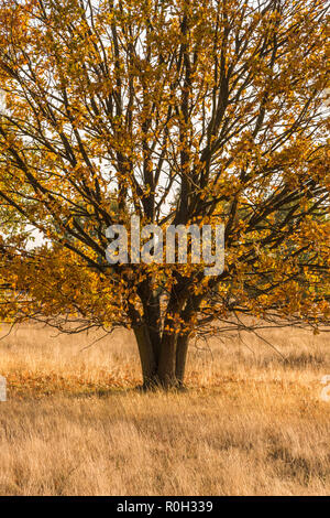 La quercia si erge su un prato in autunno magnifico vestito Foto Stock