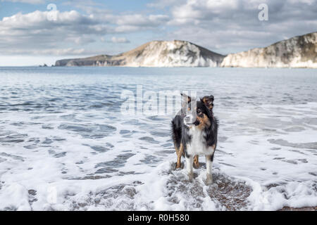 Un tri-color Border Collie in piedi in mare al cane friendly Worbarrow Bay beach su Jurassic Coast in Dorset, Regno Unito Foto Stock