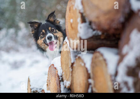 Un ritratto di una felice e bello tri-colorato Border Collie peeking intorno impilati abbattuti gli alberi della foresta coperta di neve. Foto Stock