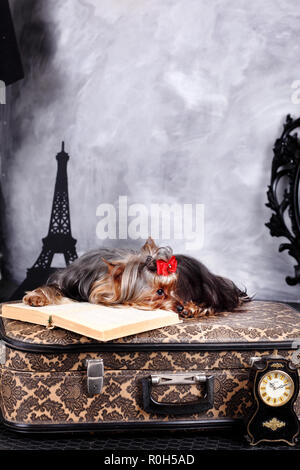Yorkshire Terrier Foto Stock