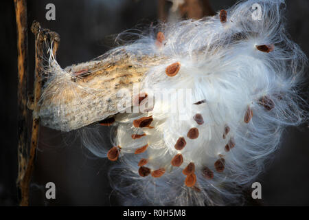 Close-up di milkweed semi in autunno bello e mite la luce solare, autunno sfondo Foto Stock