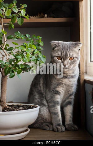 Scottish dritto cat - Scottish cat con orecchie dritte Foto Stock