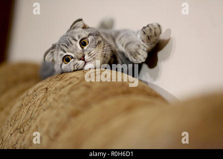 Gatto grigio guardando la fotocamera e seduta su un divano Foto Stock