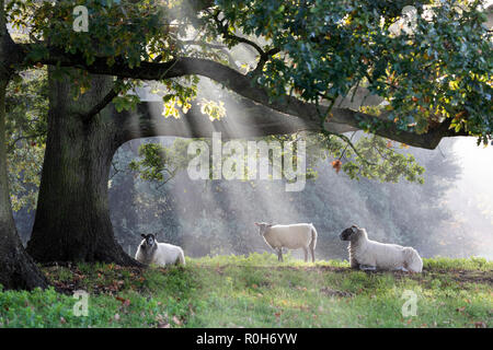 Pecore bianche sotto agli alberi con alberi di luce solare misty, Chipping Campden, Cotswolds, Gloucestershire, England, Regno Unito, Europa Foto Stock