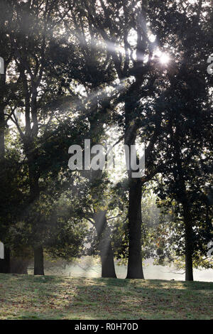 Alberi di luce solare che passa attraverso gli alberi, Cotswolds, Gloucestershire, England, Regno Unito, Europa Foto Stock