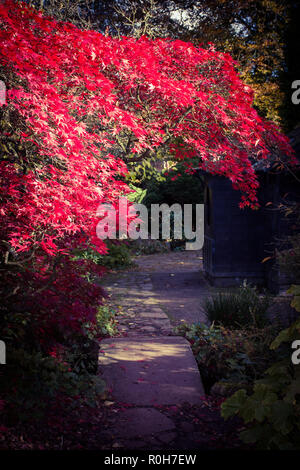 La Newstead Abbey giardino giapponese su una metà mattina autunnale. Foto Stock