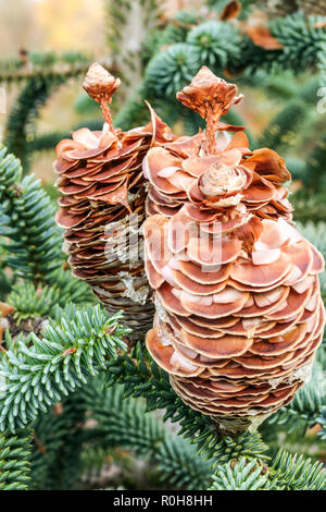 Abies pinsapo cones Spanish Fir Cones in autunno rilascia semi Foto Stock