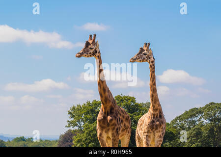 Coppia di animali giraffe affiancati al sole estivo, parco naturale del Regno Unito. Concetto: Due teste sono migliori di una, testa nelle nuvole. Foto Stock