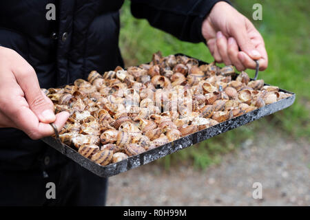 Primo piano di una yougn uomo caucasico tenendo un vassoio con condito di lumache, circa per preparare caragols a la llauna, una ricetta di lumache tipici della Catalogna, Foto Stock