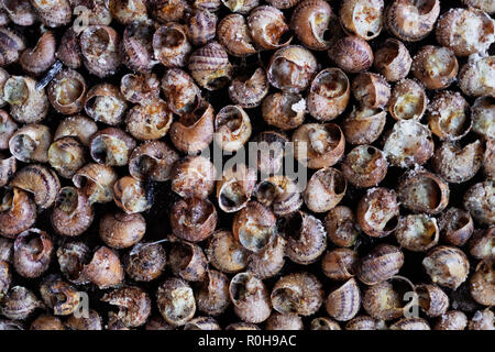 Angolo di alta vista di un vassoio di caragols a la llauna, una ricetta di lumache tipici della Catalogna, Spagna Foto Stock
