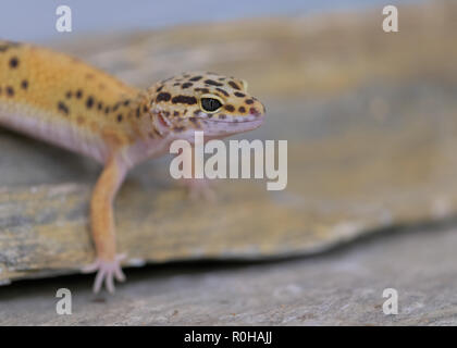 Profilo Closeup ritratto di un comune Leopard gecko su una roccia Foto Stock