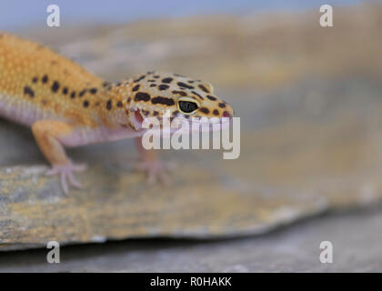 Profilo Closeup ritratto di un comune Leopard gecko su una roccia Foto Stock