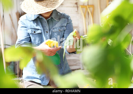 La donna nel giardino vegetale spray antiparassitario su foglie di piante, di cura delle piante per il concetto di crescita Foto Stock