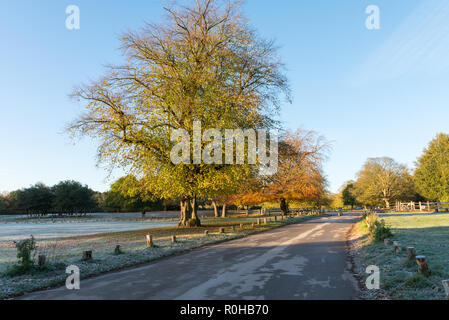 Caldo di prima mattina di sole autunnale a Sutton Park vicino a Birmingham Foto Stock