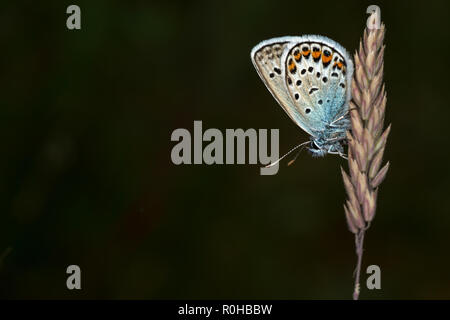 Un maschio di argento-costellata Blue Butterfly su un impianto di stelo Foto Stock