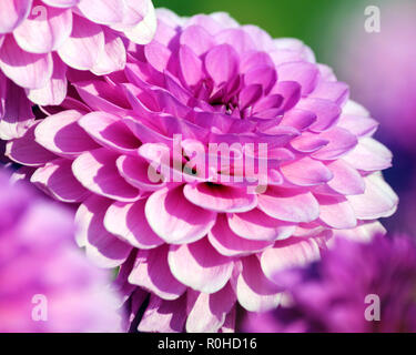 Dahlia barbara varietà, close-up luminoso crisantemo rosa di grandi dimensioni, lilla scuro gradualmente il cuore più leggero per le punte dei petali, Foto Stock