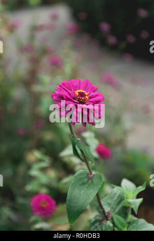 Autunno vedute del giardino nel Central Park di New York City. Foto Stock