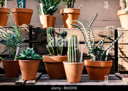 Una collezione di cactus esposti in pentole di creta. Foto Stock