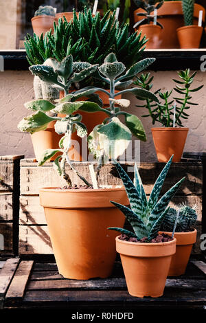 Una collezione di cactus esposti in pentole di creta. Foto Stock