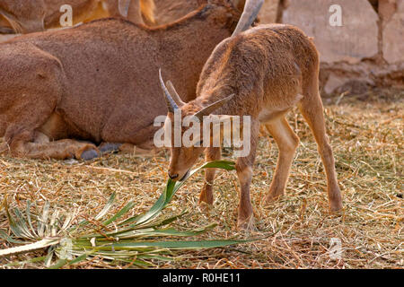 Il novellame di mufloni, una capra/antelope genere trovati in tutta l'Africa del Nord. Foto Stock