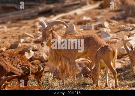 Mufloni, una capra/antelope genere trovati in tutta l'Africa del Nord. Foto Stock