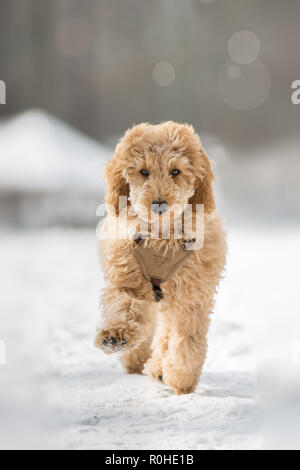 Barboncino cucciolo in piedi nella neve. Barboncino cucciolo nell'innevati boschi di Vienna, Austria - Pudel Welpe im verschneiten Wienerwald, Österreich Foto Stock