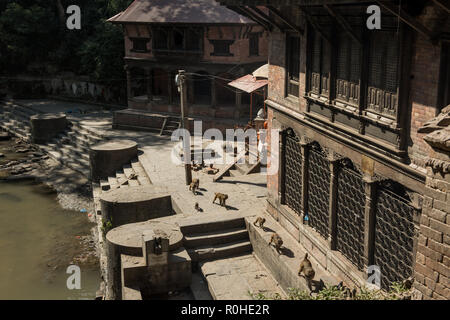 Un tempio scimmia a Swayambunath il tempio buddista, Kathmandu, Nepal. Foto Stock