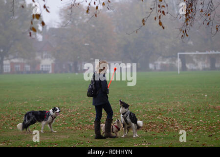 Northampton, Regno Unito. 5 Novembre, 2018. Una signora camminando lei ha 3 cani in Abington Park in una fredda mattina nebbiosa, molto tranquilla come questa mattina il tempo deve essere messa fuori le persone fino a quando non migliora dopo othis mattina. Credito: Keith J Smith./Alamy Live News Foto Stock