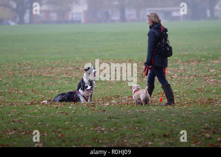 Northampton, Regno Unito. 5 Novembre, 2018. Una signora camminando lei ha 3 cani in Abington Park in una fredda mattina nebbiosa, molto tranquilla come questa mattina il tempo deve essere messa fuori le persone fino a quando non migliora dopo othis mattina. Credito: Keith J Smith./Alamy Live News Foto Stock