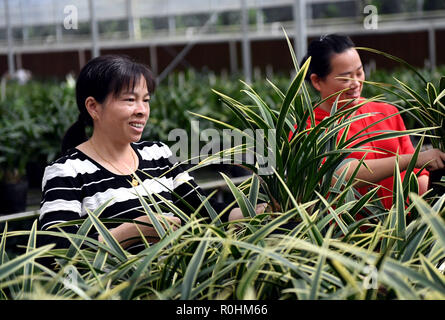 Liancheng, la Cina della provincia del Fujian. 5 Novembre, 2018. Lavoratori controllare orchid in una serra in Pengkou città della contea di Liancheng, a sud-est della Cina di provincia del Fujian, nov. 5, 2018. Liancheng, uno dei 100 modello di e-commerce contee in Cina, è ora in piena fase di preparazione per il mese di novembre 11, un shopping online fest in Cina. Negli ultimi dieci mesi nel 2018, l'e-commerce ha portato a 1,23 miliardi di yuan (circa 178 milioni di dollari USA) per la contea in cui 15.000 persone sono coinvolte nel business online. Credito: Peng Zhangqing/Xinhua/Alamy Live News Foto Stock