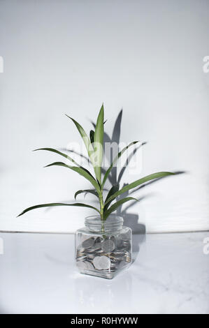 Impianto crescono fuori di monete in un vasetto di vetro. Azienda denaro concetto di crescita. Piccolo albero verde foglia crescono sulle monete contenitore per bottiglia con sfondo bianco Foto Stock