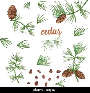 Impostare lo schizzo di inchiostro di colore rami di cedro con pigne nelle quali isolati su sfondo bianco Illustrazione Vettoriale