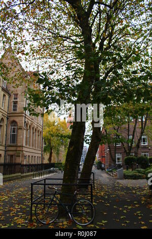 La bici da corsa e il vecchio albero in autunno cadono con un un vecchio edificio in background Foto Stock
