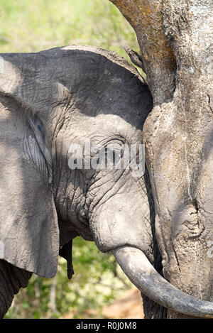 Africano elefante pendente testa di appoggio sulla struttura bull maschio giovane profilo testa Ishasha Uganda Foto Stock