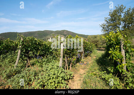 Vigneto vicino a Abbazia di Sant Antimo in Val d'Orcia Toscana Italia Europa UE Foto Stock