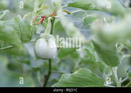 Le spezie thai melanzana fresca su albero nel giardino per design in alimenti di origine vegetale concetto. Foto Stock