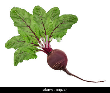 Rosso fresco radice di barbabietola con foglie isolati su sfondo bianco. Tracciato di ritaglio Foto Stock