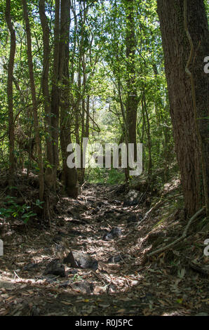 Essiccato creekbed nel bush australiano in una zona subtropicale Foto Stock