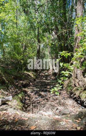Essiccato creekbed nel bush australiano in una zona subtropicale Foto Stock
