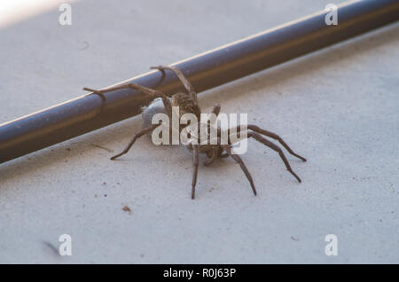 Huntsman trascinando eggsack su una soletta di calcestruzzo nel sud est Queensland Foto Stock