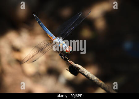 Blu a forma di libellula dasher con pattern di giallo e arancione sul lato del corpo, Predator insetti con ali trasparente su un ramo Foto Stock