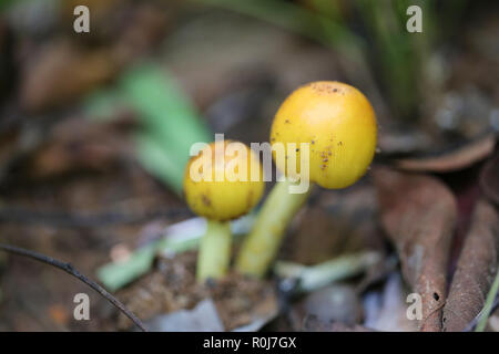 Giallo fresco Amanita virosa del fungo può mangiare sulla terra nella foresta pluviale della Tailandia. Foto Stock