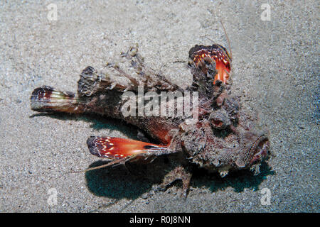 Devilfish spinosa, barbuto ghoul o un demone stinger (Inimicus didactylus), sul fondale marino, Marsa Alam, Egitto Foto Stock