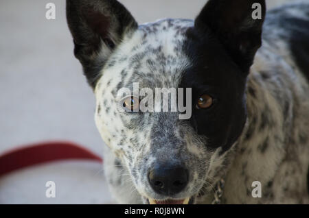 Close up Miniature pinscher Croce guardando la telecamera Foto Stock