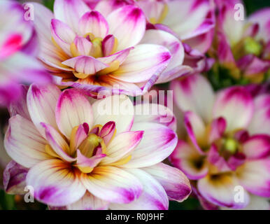 Dahlia binky varietà, closeup sono di un bianco luminoso di piccole dimensioni e i crisantemi, macchie di colore rosa sulle punte delle pale e un cuore giallo, un sacco Foto Stock