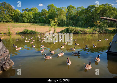 Anatre a Rickmansworth sul Canal Grande Union, Regno Unito Foto Stock