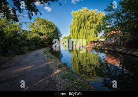 Willow presso la casa di Rickmansworth sul Canal Grande, Regno Unito Foto Stock