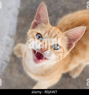 Fame carino gattino con gli occhi blu meowing e mendicando per cibo, ritratto, isola Egea, Grecia Foto Stock