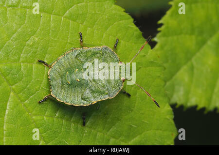 Verde comune Shieldbug ninfa in appoggio sul Rovo foglie. Tipperary, Irlanda Foto Stock